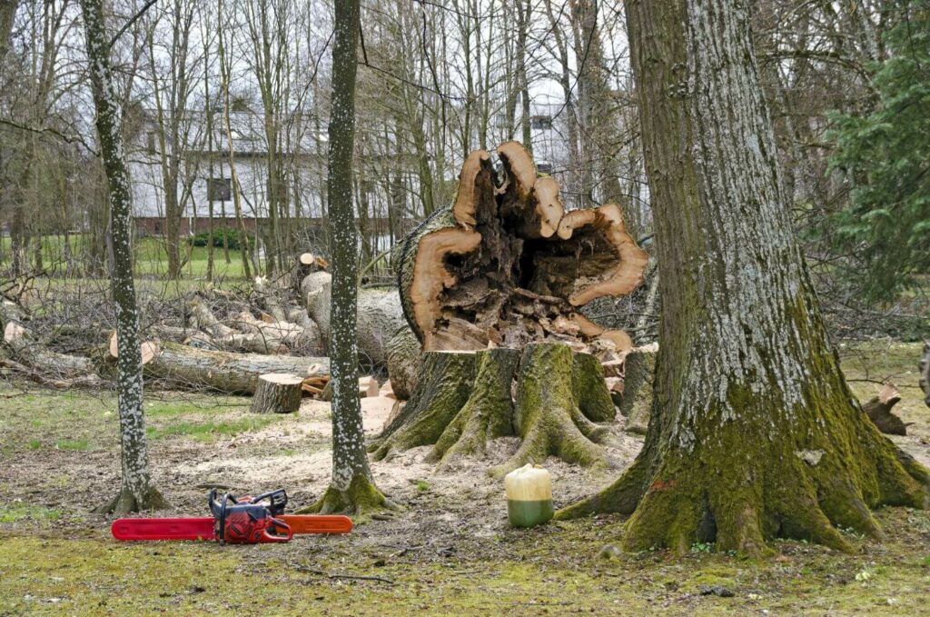 how to tell if a tree is dying