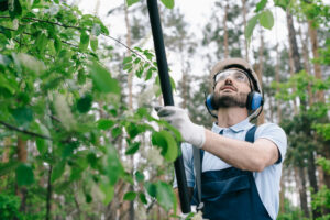 tree trimming services cost removal