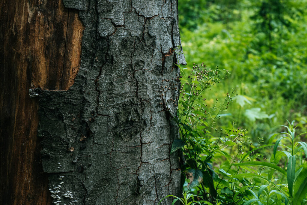 warning signs of a falling tree