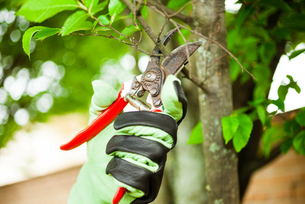 Top Indicators That You Need To Prune Your Trees