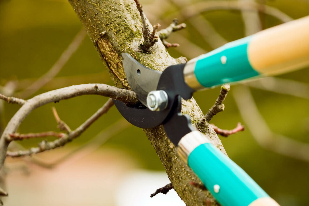 how often do trees need to be trimmed