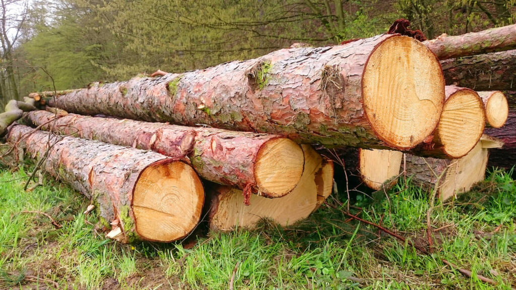 harvesting your own timber