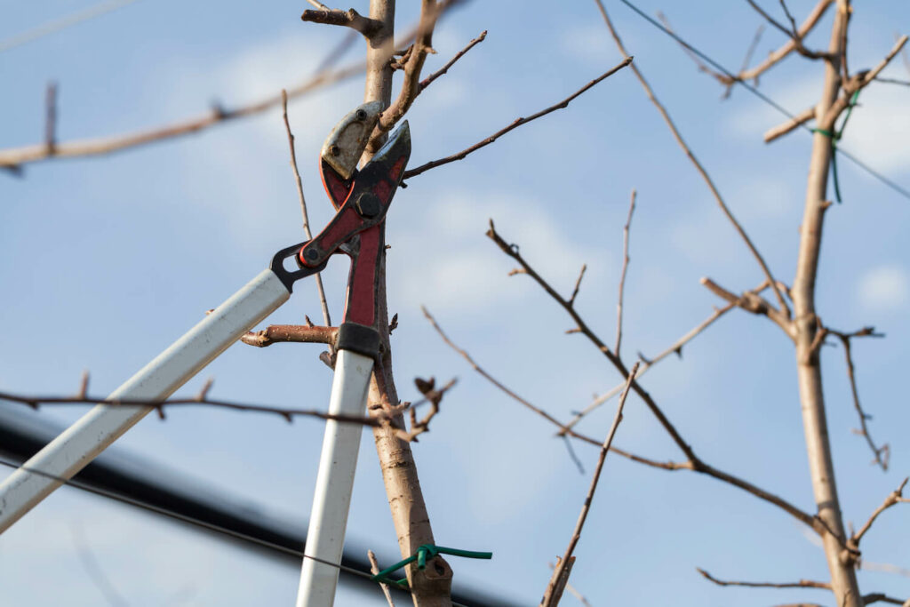 when is the best time to trim trees branches cuts plant