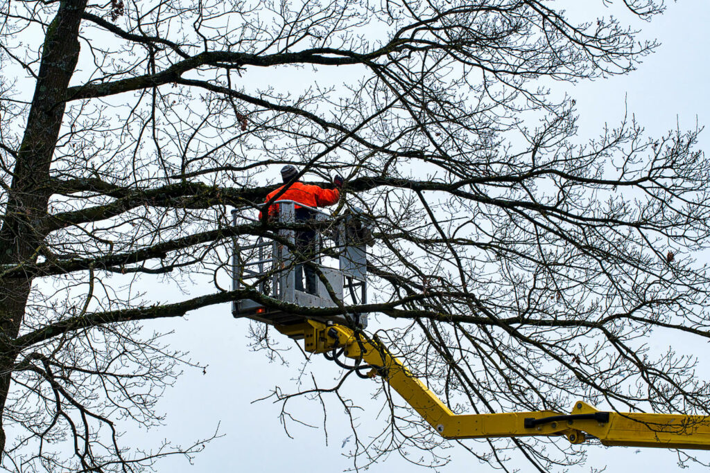 how to get rid of unwanted trees