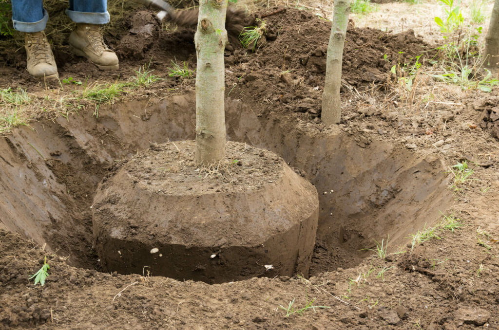 how to replant a tree