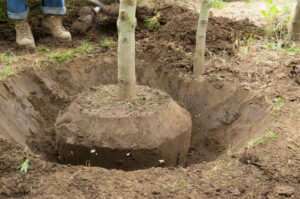 how to replant a tree deep root