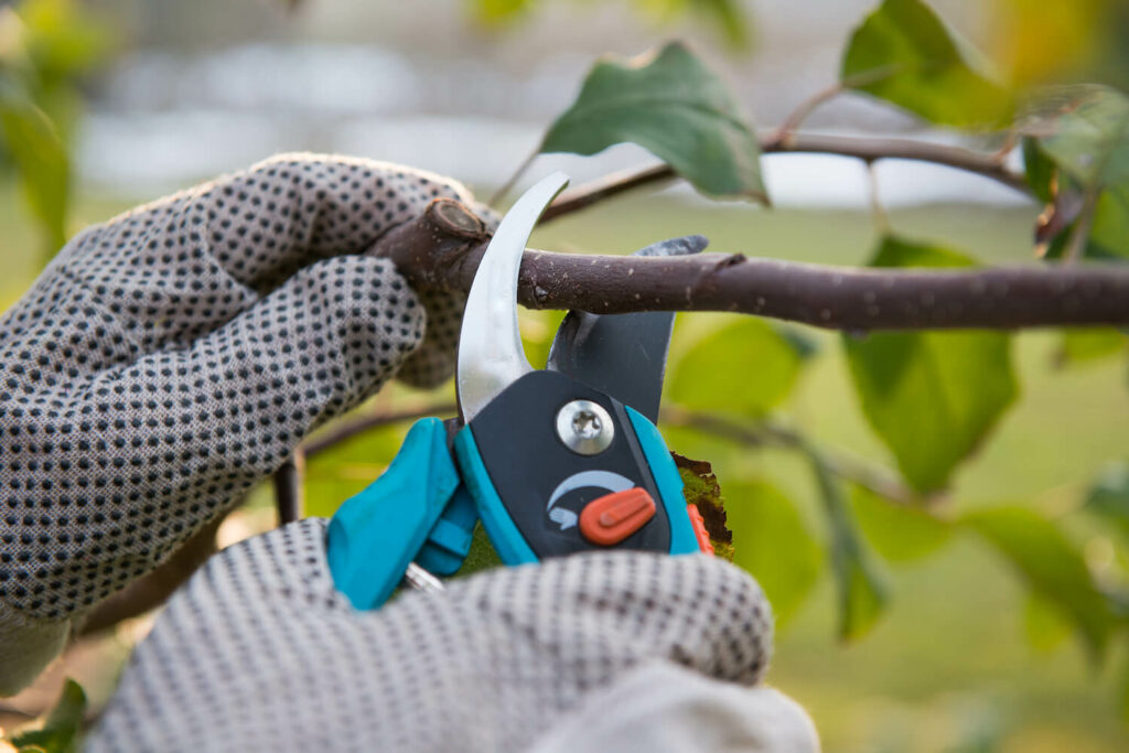 the difference between trimming and pruning your trees