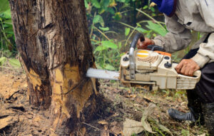how tree removal services can help your land and wallet