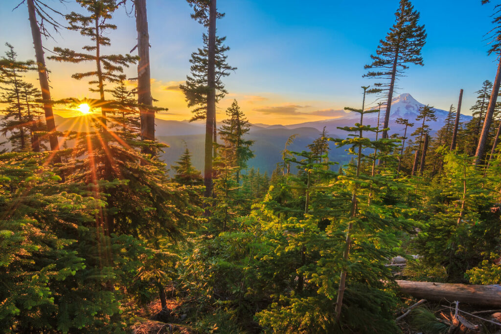 how Oregon forests can be helped with tree trimming